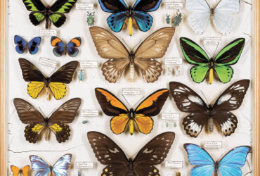 Teresa Chen: Cabinet of Curiosities