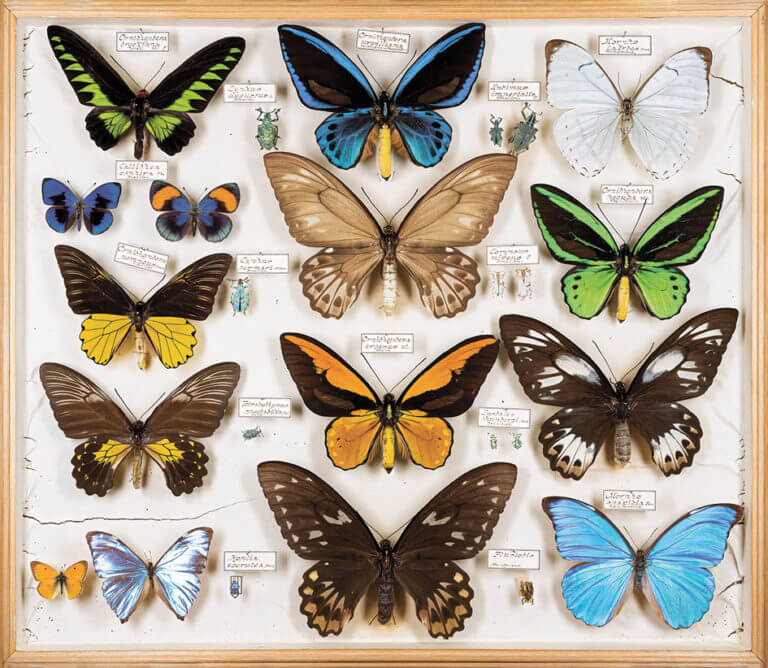 Teresa Chen: Cabinet of Curiosities