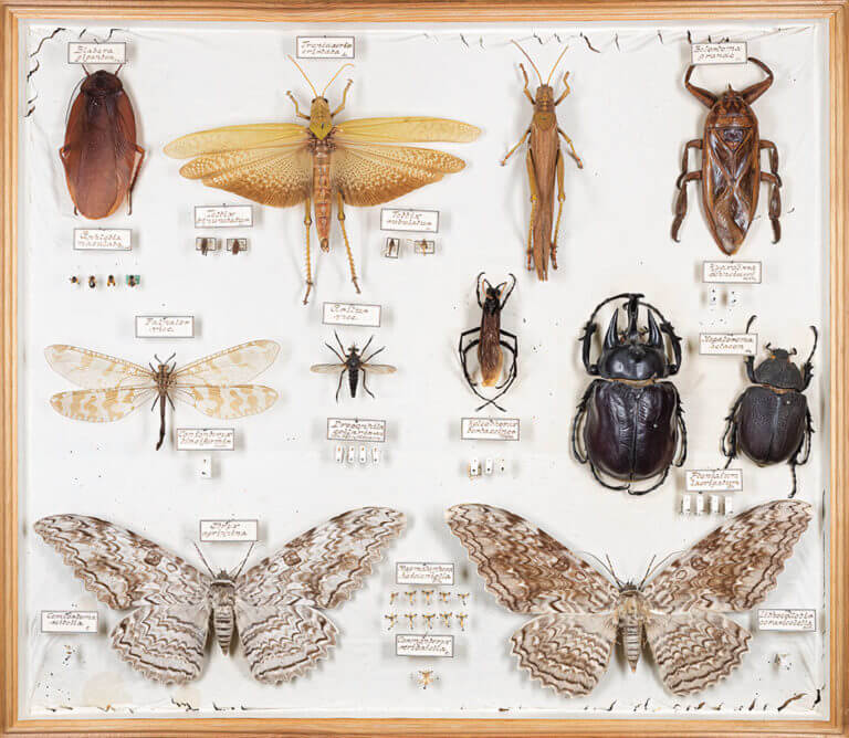 Teresa Chen: Cabinet of Curiosities