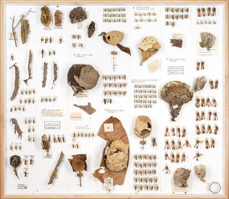 Teresa Chen: Cabinet of Curiosities