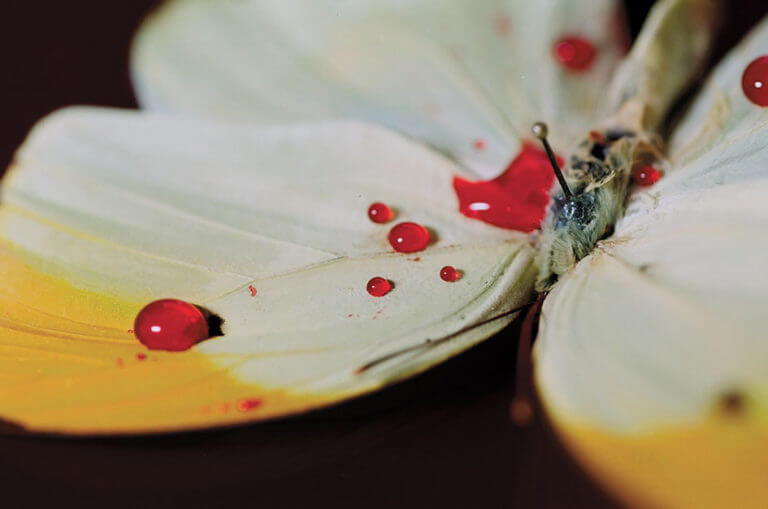 Teresa Chen: Cabinet of Curiosities