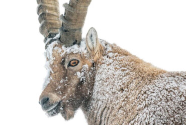 Hitsch Photography: Schneebock