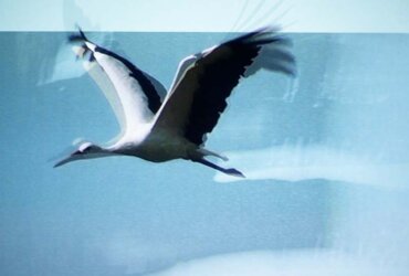 Storchenflug – Brigitte Bürgi