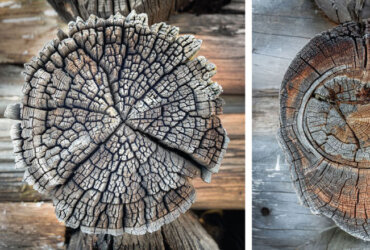 Andreas Urscheler: Woodcuts