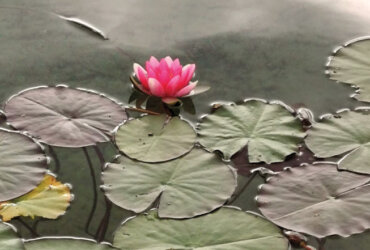 The World through our Eyes – Die Welt in unseren Augen