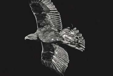 Heinz M. Gut at photoSCHWEIZ: Golden Eagles – Legendary Birds of Prey