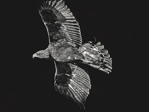 Heinz M. Gut at photoSCHWEIZ: Golden Eagles – Legendary Birds of Prey