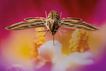 Teresa Chen: Nature Morte