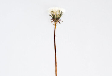 Ursula Müller: Testimoni  Zeugen  Testigos