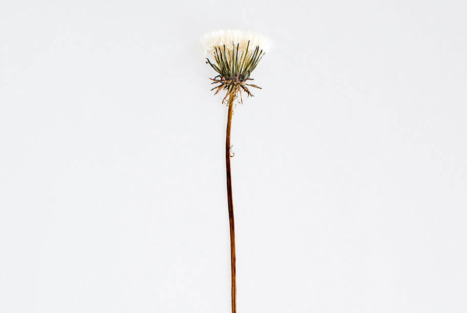 Ursula Müller: Testimoni  Zeugen  Testigos