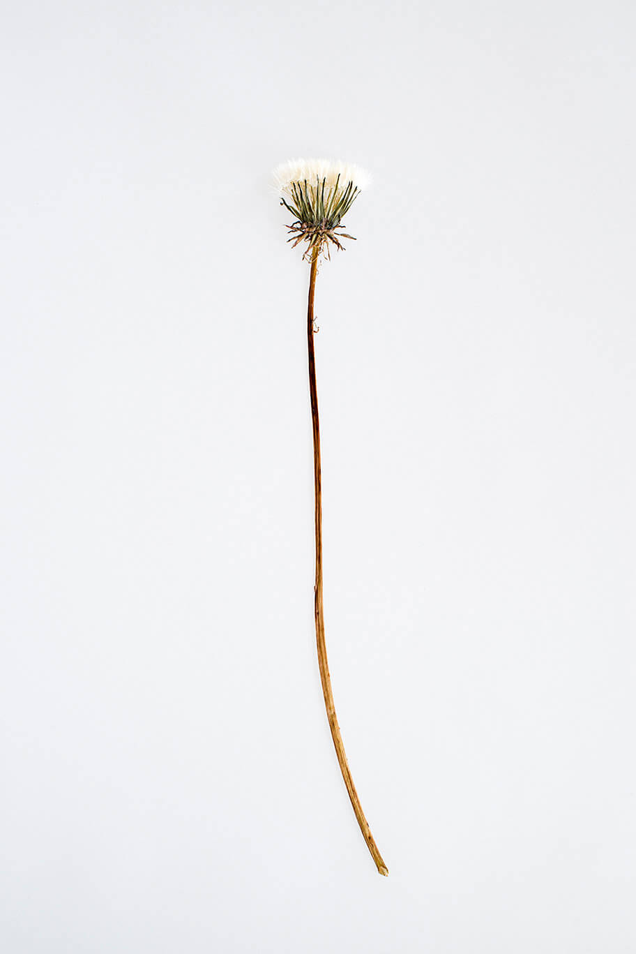 Ursula Müller: Testimoni Zeugen Testigos Ursula Müller: Testimoni Zeugen Testigos