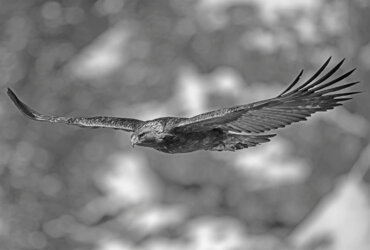 Heinz M. Gut: curated selection of Golden Eagle photographs