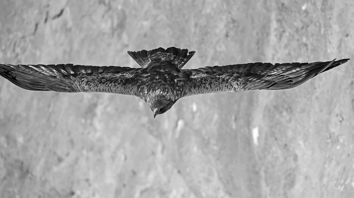 Heinz M. Gut: Golden Eagle # 322