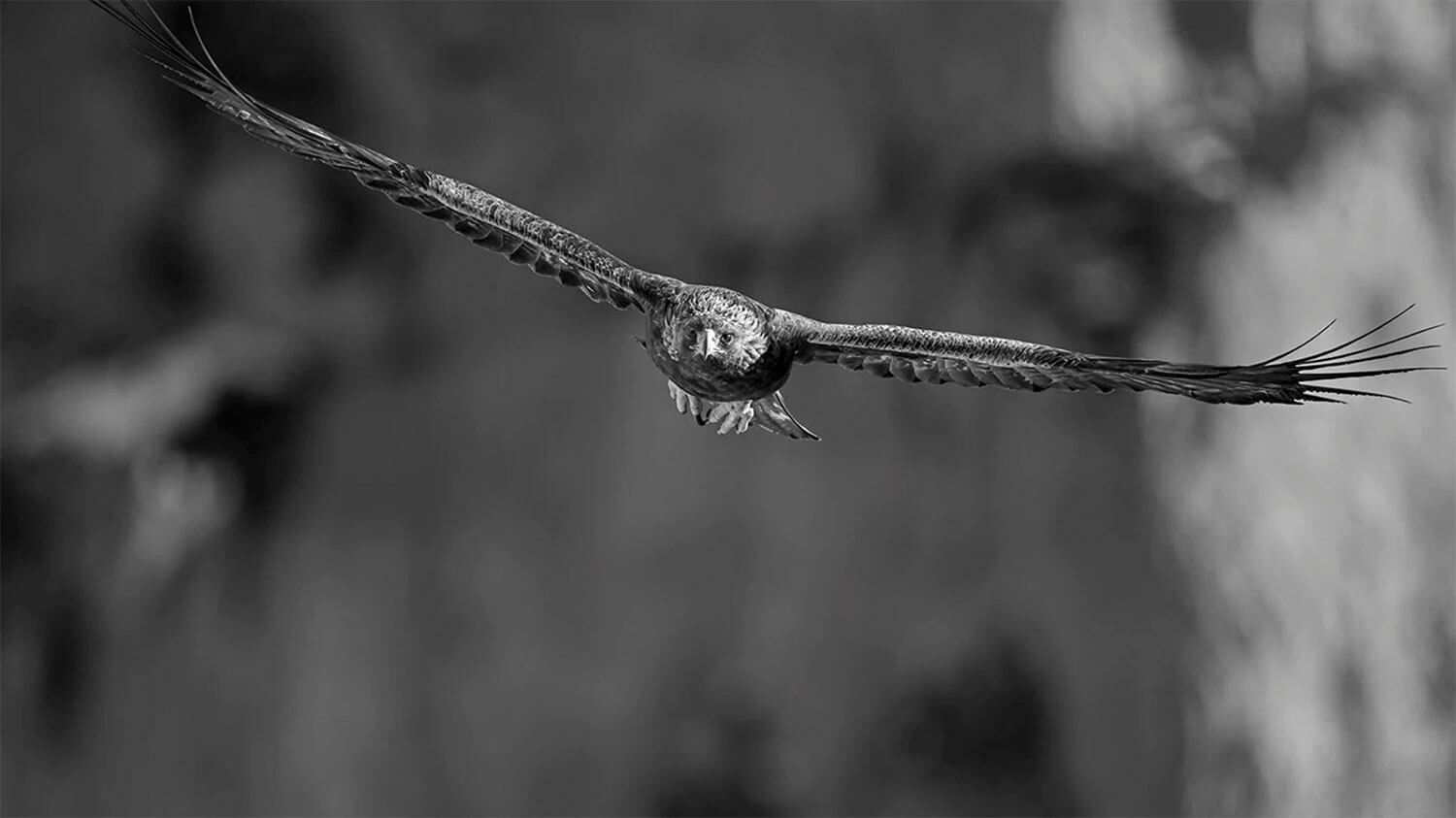 Heinz M. Gut: Golden Eagle # 7200