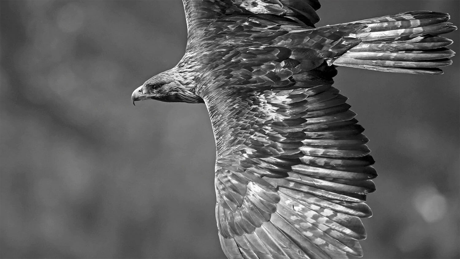 Heinz M. Gut: Golden Eagle # 7765