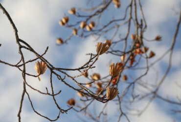 Ausstellung: Beatrice Charen (Skulpturen) / Marianna Marty (Bilder)