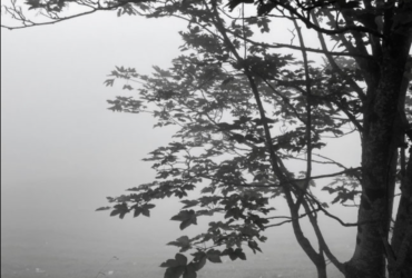 Susanne Scherer – Das Flüstern der Bäume