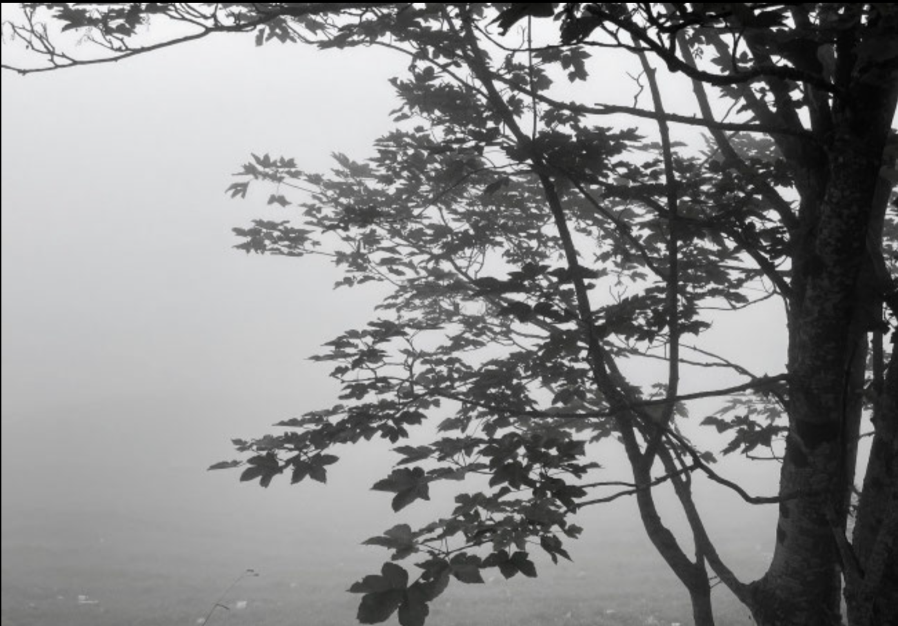 Susanne Scherer – Das Flüstern der Bäume