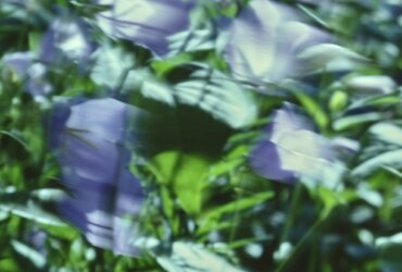 Rownak Bosen – CameraObscura