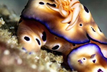 Ausstellung – Susi Bleuler – Acrylarbeiten und Fotos